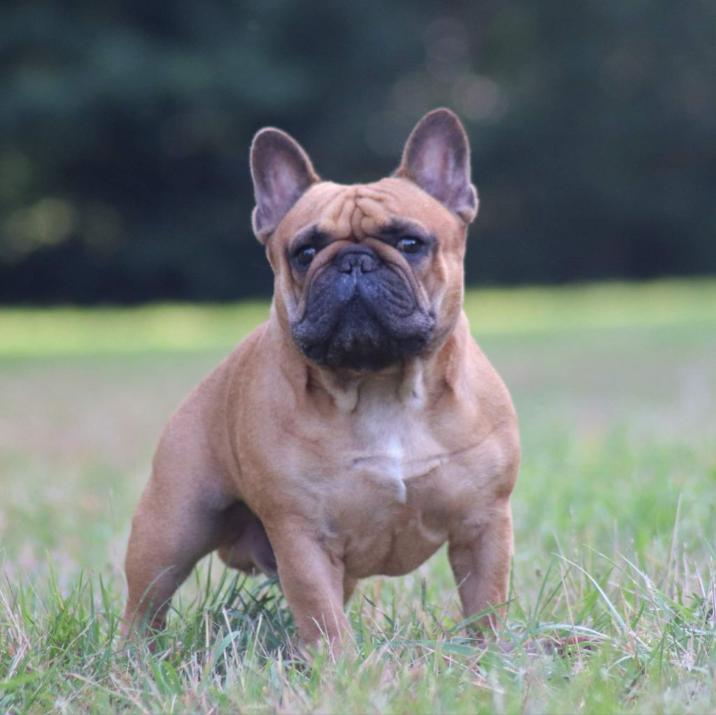 Merlin Des Trésors Déméter